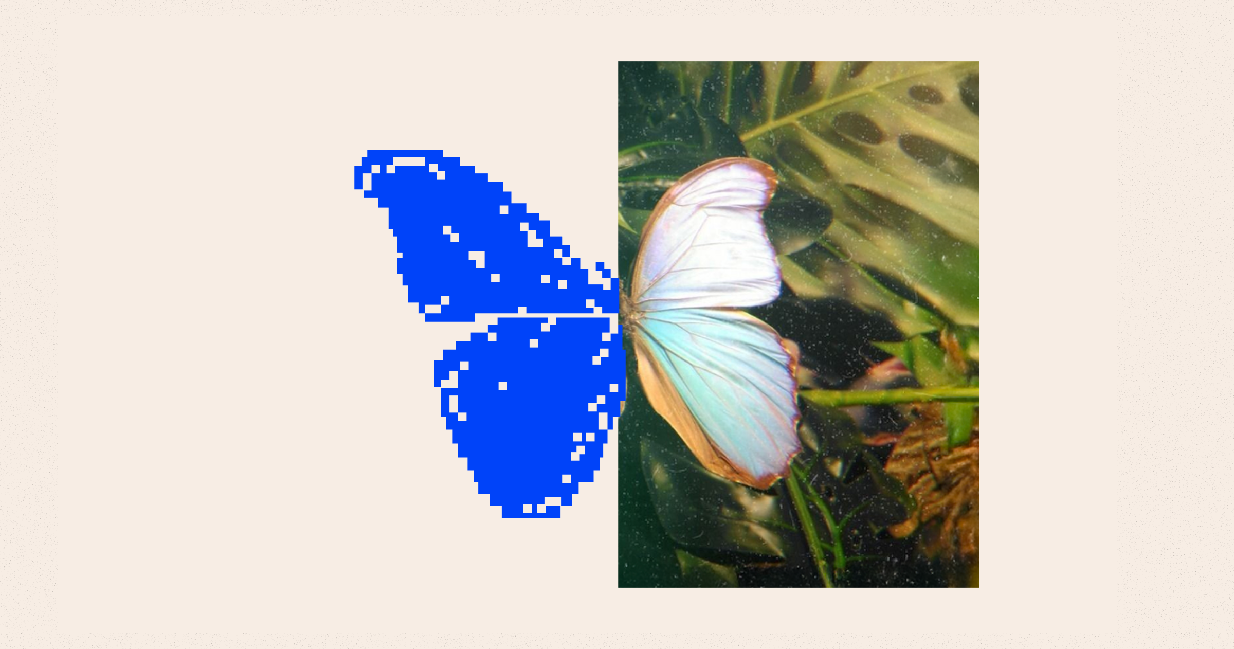 Butterfly image