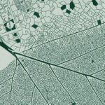 Leaf graphic